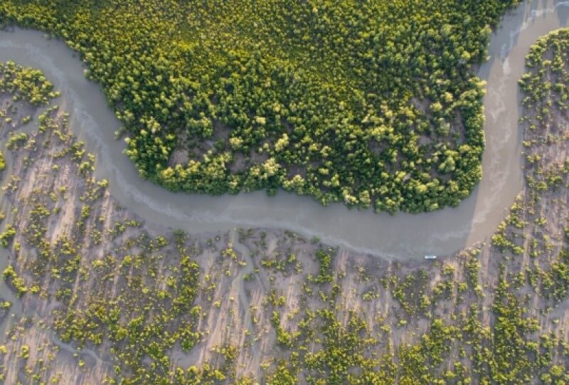 mangrove trees - credit eden reforestation projects